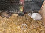 dwergkonijn rammelaar, Dieren en Toebehoren, Konijnen, Mannelijk, Middelgroot, 0 tot 2 jaar
