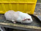 Jong cuy cavia beertje, Décembre, Mâle, Domestique, Cobaye