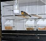 koppel zilveroor nachtegaals, Dieren en Toebehoren