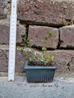bonsai accent plantjes, Tuin en Terras, Planten | Bomen, Ophalen of Verzenden