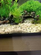 Garnalen mix, Dieren en Toebehoren, Vissen | Aquariumvissen, Kreeft, Krab of Garnaal, Zoetwatervis, Schoolvis