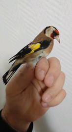 . Vrouwelijke distelvink klein, Dieren en Toebehoren, Ophalen