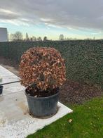 Fagus sylvatica bolvorm, Tuin en Terras, Planten | Struiken en Hagen, Ophalen, Beukenhaag, Struik, 100 tot 250 cm