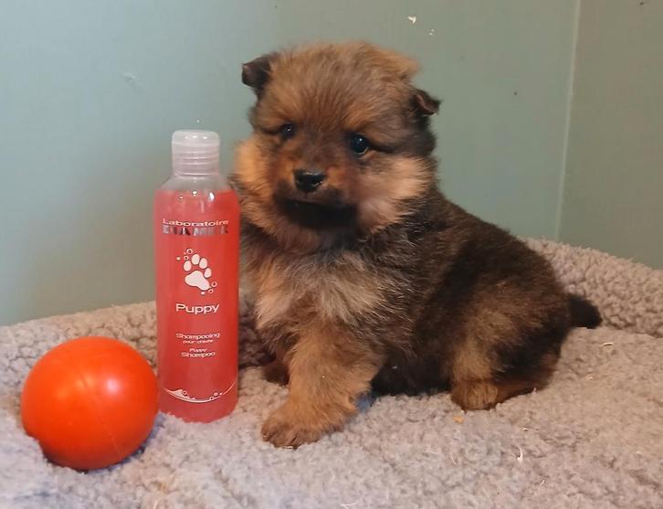 Keesjes zoeken warme thuis, Dieren en Toebehoren, Honden | Chihuahua's en Gezelschapshonden, Meerdere dieren, Overige rassen, Fokker | Professioneel