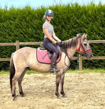 Konik ruin ook betuigd beschikbaar voor biedingen