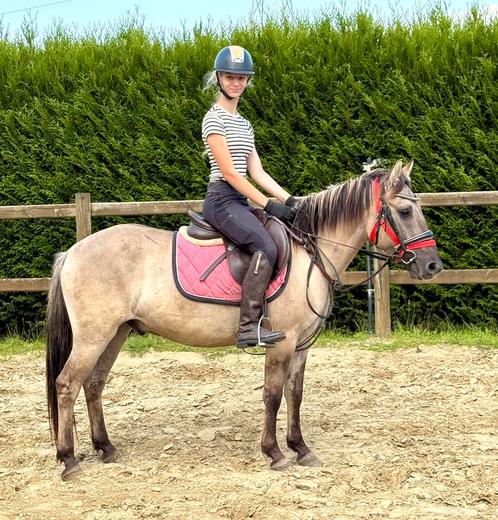 Konik ruin ook betuigd, Dieren en Toebehoren, Pony's, Ruin, Zadelmak