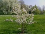 amelancier lamarcki of krentenboompje 1 m hoogte, Tuin en Terras, Ophalen, Lente