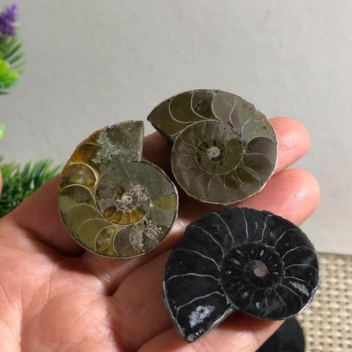 3 prachtige gepolijste ammonieten, waaronder een zwarte, Verzamelen, Mineralen en Fossielen, Fossiel, Verzenden
