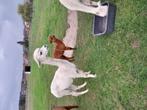 Alpaca merrie met cria aan de voet., Dieren en Toebehoren, April, Meerdere dieren