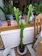 Euphorbia Cactus., Huis en Inrichting, Cactus, 100 tot 150 cm, Halfschaduw, In pot