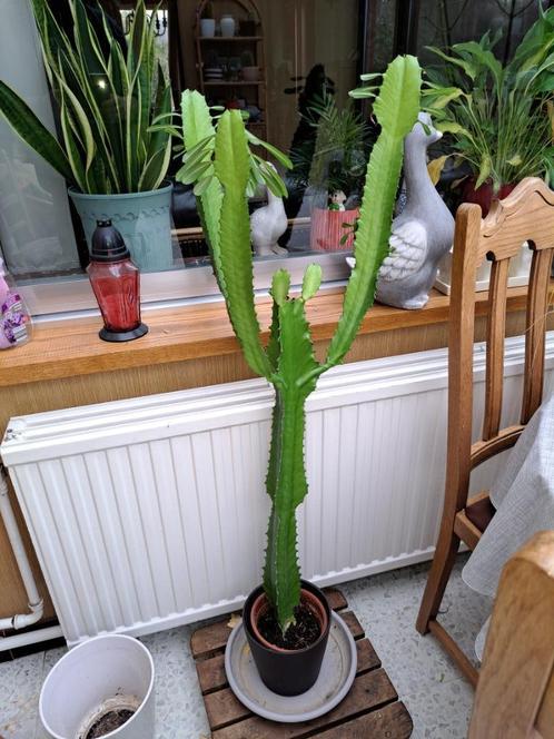 Euphorbia Cactus., Huis en Inrichting, Kamerplanten, Cactus, 100 tot 150 cm, Groene kamerplant, Halfschaduw, In pot, Ophalen