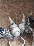 Sebright kippen ( 2koppels + 1 losse haan), Meerdere dieren, Kip