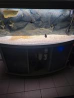 Aqualatis 450l met visbestant, Dieren en Toebehoren