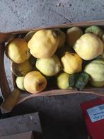 Biologische kweeperen, Tuin en Terras, Planten | Fruitbomen, Ophalen, 100 tot 250 cm, Overige soorten
