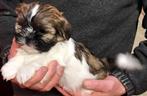 Shih Tzu pups, Dieren en Toebehoren, Honden | Chihuahua's en Gezelschapshonden, Parvo, België, Overige rassen, 8 tot 15 weken