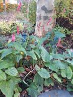 Gratis persicaria, Ophalen