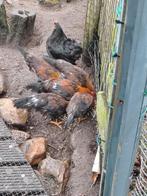 Leghorn patrijskleur, Dieren en Toebehoren, Pluimvee, Meerdere dieren, Kip