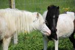 Bonte shetlandpony merrie, Zadelmak, A pony (tot 1.17m), 11 jaar of ouder, Recreatiepony