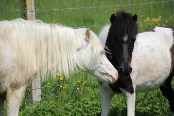 Bonte shetlandpony merrie, Dieren en Toebehoren, Zadelmak, A pony (tot 1.17m), 11 jaar of ouder, Recreatiepony