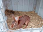 Belgische Haas (Ram), Dieren en Toebehoren