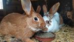 1jarige konijnen Ram rammen vaal van Bourgondie, californian, Animaux & Accessoires, Lapins