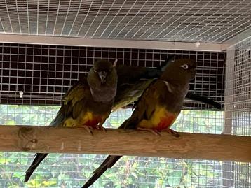 Patagonische rotsparkieten beschikbaar voor biedingen