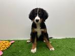 Berner Sennen pups, België, CDV (hondenziekte), Meerdere, Meerdere dieren