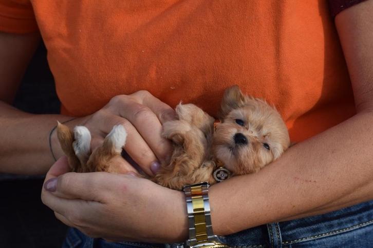 Chiots Maltipoo, Animaux & Accessoires, Chiens | Sans pedigree, Petit, Plusieurs animaux, Éleveur | Professionnel, Plusieurs, Belgique
