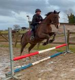 Ex manegepaard, Dieren en Toebehoren