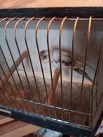 Blackface grasparkieten, Dieren en Toebehoren, Geslacht onbekend, Parkiet, Geringd