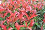 Photinia fraseri Red Robin, Ophalen of Verzenden, Struik