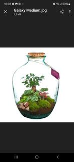 Terrarium, Ophalen of Verzenden, Overige soorten