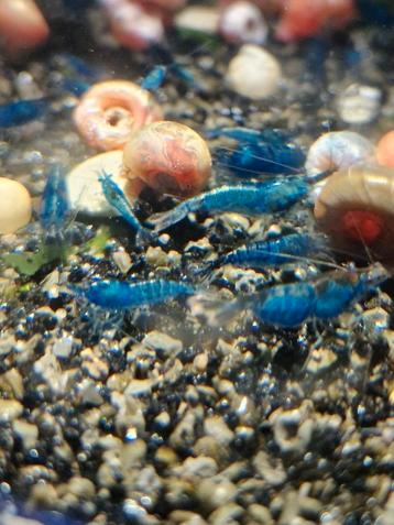 Bleu dream garnalen ( +5 gratis)