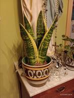 Plante verte intérieur sansevieria+ pot vintage, Autres espèces, En pot, Enlèvement ou Envoi, Moins de 100 cm