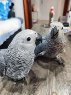 Gris de Gabon élevés à la main, Dieren en Toebehoren
