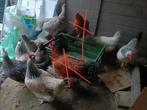 Poules pondeuses, Animaux & Accessoires, Poule ou poulet