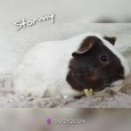 Lief cavia zeugje - Stormy - adoptie, Dieren en Toebehoren, Vrouwelijk, Cavia, Tam