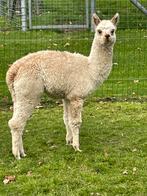 Alpaca Hengstje, Dieren en Toebehoren, Overige Dieren