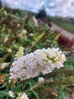 Vlinderstruik:geurende bloemenstruik Promo-actie!, Tuin en Terras, Planten | Tuinplanten, Zomer, Vaste plant, Overige soorten