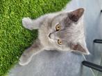 British Shorthair, Dieren en Toebehoren, Katten en Kittens | Raskatten | Korthaar