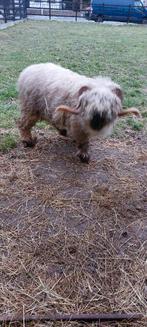 Walliser schwarznase ram, Mannelijk, Schaap