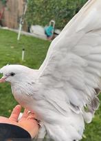 Türkische takla duiven 1 koppel en 1 jonge duif, Dieren en Toebehoren, Vogels | Duiven