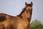 Zeer knap gebouwd PRE hengstenveulen - top bloedlijnen, Dieren en Toebehoren, Paarden, Hengst, Niet van toepassing, Gechipt, 0 tot 2 jaar