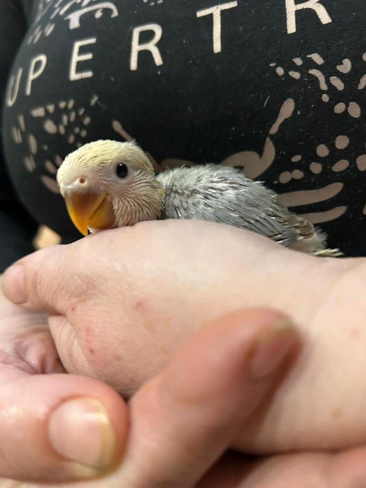 Roseicollie baby handtam, Dieren en Toebehoren, Vogels | Parkieten en Papegaaien, Tam