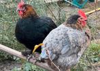 Marans blauwzilverhals - koperhals ras-kleur zuiver kuikens, Dieren en Toebehoren, Pluimvee
