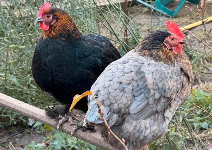 Marans blauwzilverhals - koperhals ras-kleur zuiver kuikens, Dieren en Toebehoren, Pluimvee