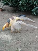 Gelegoud fazanten van 2025, Dieren en Toebehoren, Pluimvee, Meerdere dieren, Overige soorten
