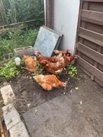 Bruine legkippen €7.50 per kip (ook eieren te koop), Dieren en Toebehoren, Kip