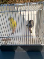 Glosters, Animaux & Accessoires, Oiseaux | Canaris, Plusieurs animaux, Canari de posture