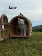Europese korthaar, Dieren en Toebehoren, Katten en Kittens | Overige Katten, Meerdere dieren, Kortharig, 3 tot 5 jaar